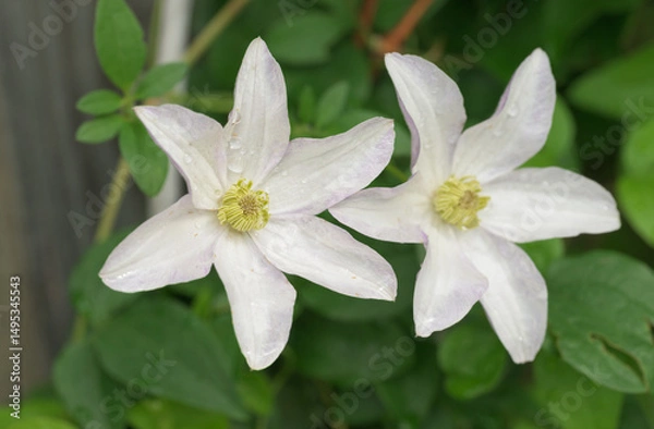 Obraz Two white Clematis flowers climbing on a trellis in spring
