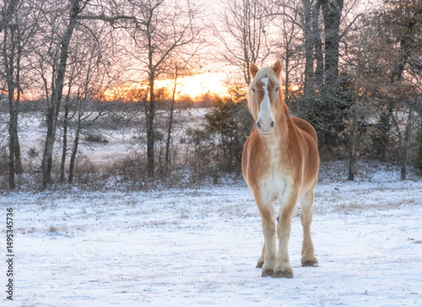Obraz Blond Belgian draft horse in snowy winter pasture at sunrise, looking at the viewer