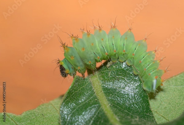 Obraz Small Polyphemus moth caterpillar on an Oak leaf