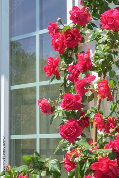 Fototapeta Red climbing rose on a trellis, with a house window on the background