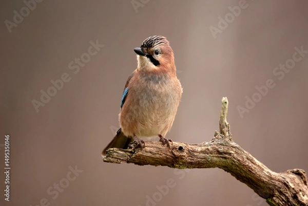 Obraz Eurasian jay perched on dry branch with neutral background