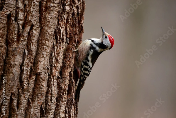 Obraz Middle spotted woodpecker clinging to tree trunk with neutral background