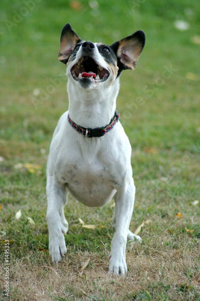 Fototapeta jumpin' jack 3