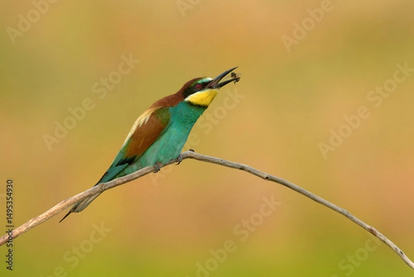 Obraz European bee-eater with bee in beak, perched on a branch with clean background