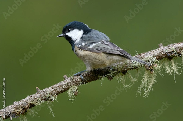 Obraz Coal tit perched on a lichen-covered branch with green background