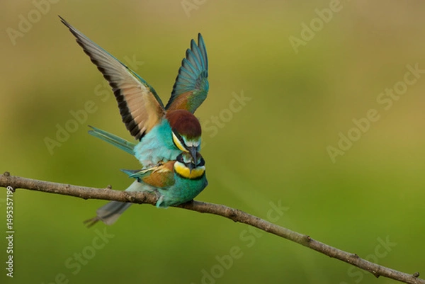 Obraz European bee-eaters mating on a branch with clean green background
