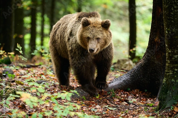 Obraz European brown bear walking through forest in autumn light