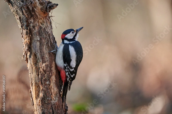 Obraz Great spotted woodpecker clinging to a tree trunk with soft background
