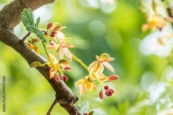 Obraz Tamarind flowers on the tree.
