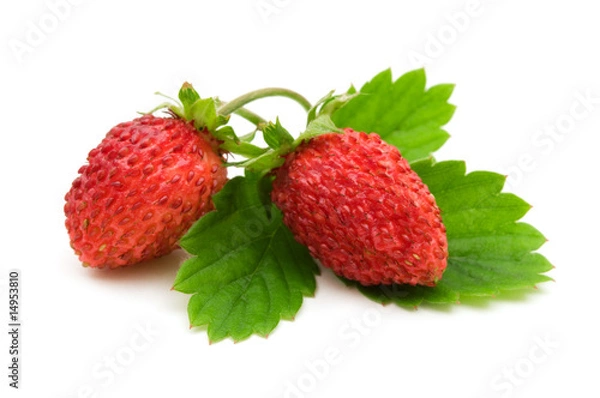Obraz wild strawberries on white background