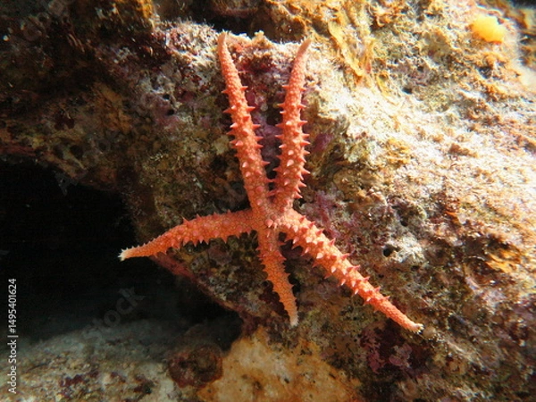 Obraz Sea star