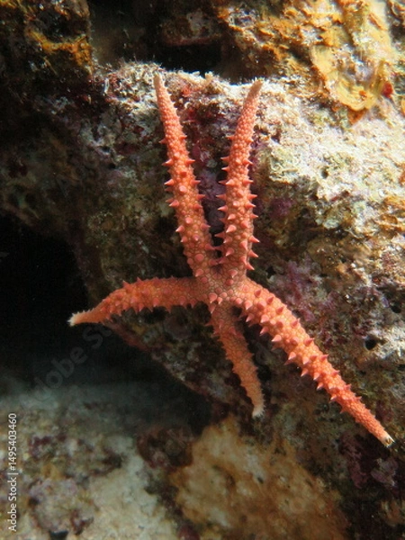 Obraz Sea star