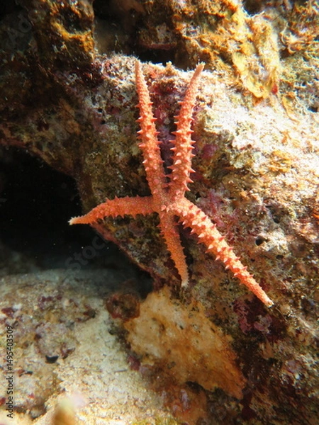 Obraz Sea star