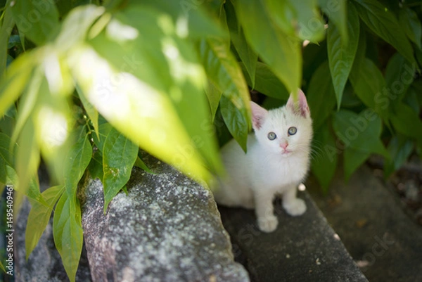 Obraz 5月、すくすく育つ白い仔猫