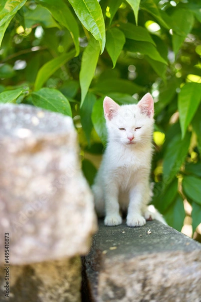 Obraz 5月、すくすく育つ白い仔猫