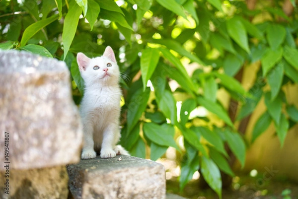 Obraz 5月、すくすく育つ白い仔猫