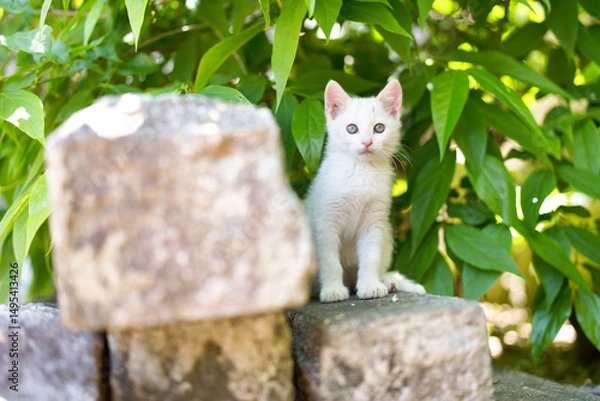 Obraz 5月、すくすく育つ白い仔猫