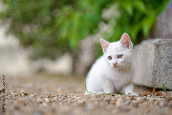Obraz 5月、すくすく育つ白い仔猫