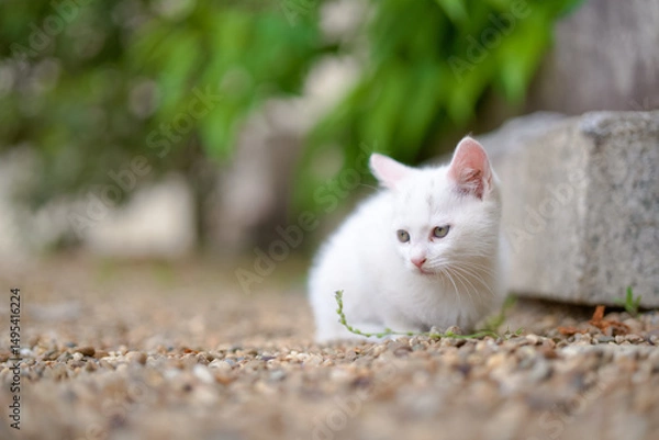 Obraz 5月、すくすく育つ白い仔猫