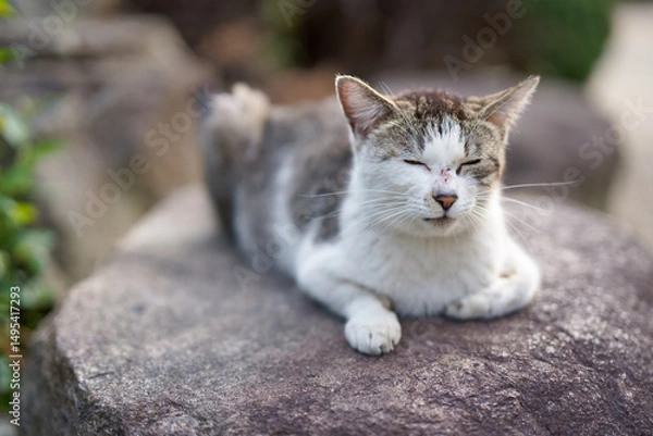 Obraz 5月、リラックスする野良猫