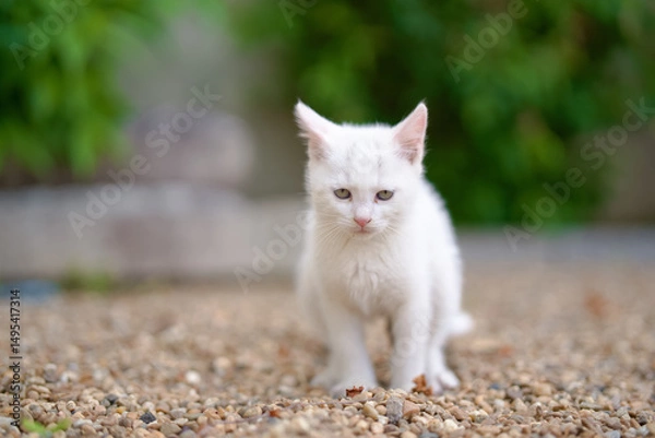 Obraz 5月、すくすく育つ白い仔猫