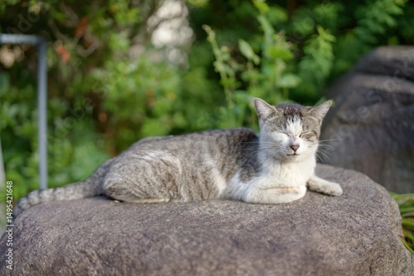 Fototapeta 5月、リラックスする野良猫