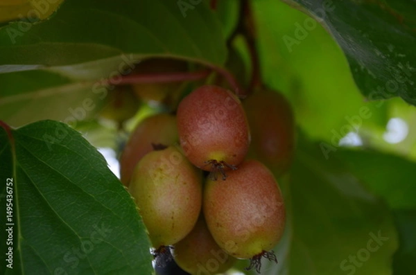 Fototapeta Berries actinidia on a branch close-up in the garden