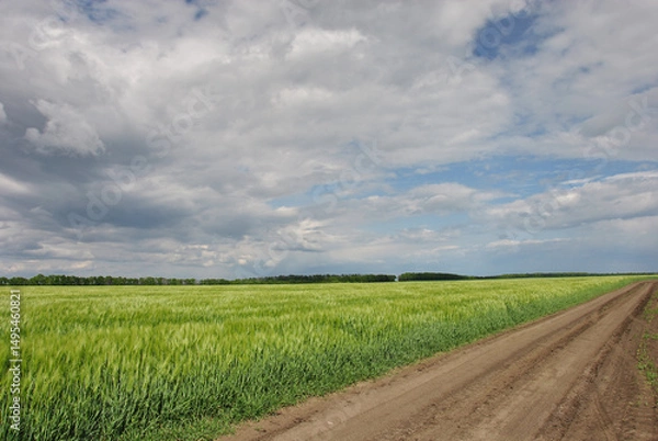Fototapeta field road and green wheat field under dark dramatic sky. beautiful landscape with a field road