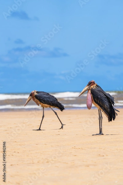 Fototapeta A pair of marabou stork, Leptoptilos crumenifer, at a beach in Southern Somalia, close to Kismayo town. Ocean surf and sky in the background.