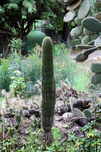 Fototapeta A large and prickly cactus in a city park.