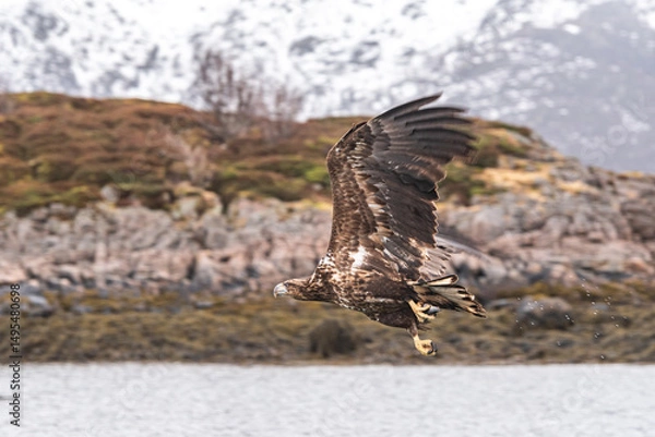 Fototapeta eagle in flight