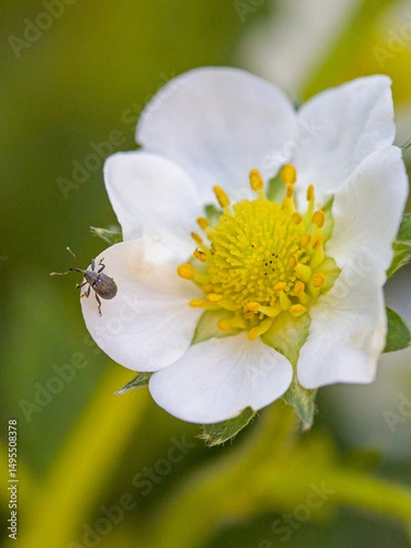 Fototapeta a small black apple blossom weevil on a white blossom with blurred background
