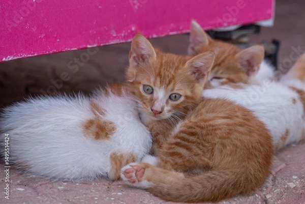 Fototapeta Adorable ginger and white kittens cuddle on the pavement under a pink surface. These cute baby cats are perfect for animal lovers, pet prints, or cozy nursery wall art and decor.