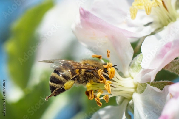 Obraz bee pollinating apple blossoms macro