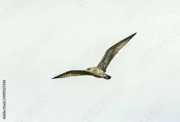 Fototapeta juvenile Caspian gull (Larus cachinnans) in flight
