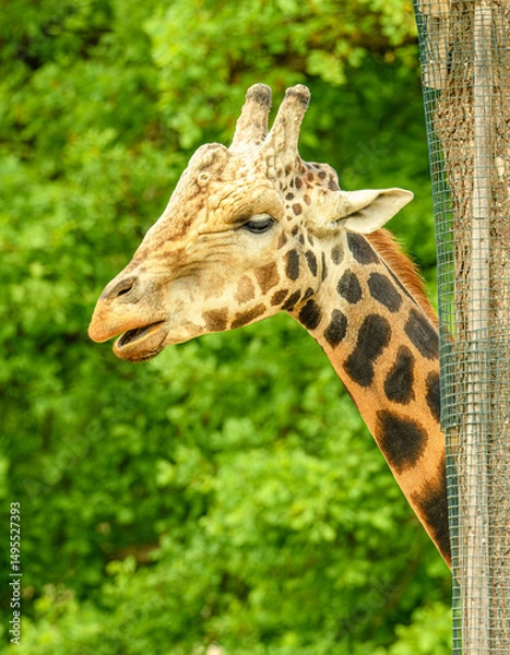 Fototapeta giraffe portrait in detail behind trunk with mesh