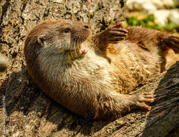 Fototapeta Eurasian otter (Lutra lutra) playing on a log