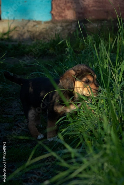 Fototapeta puppy in the grass. dog in the park. happy dog. playful puppy. puppy on the grass in the garden. close-up of a puppy among the green grass. portrait of a puppy outdoors