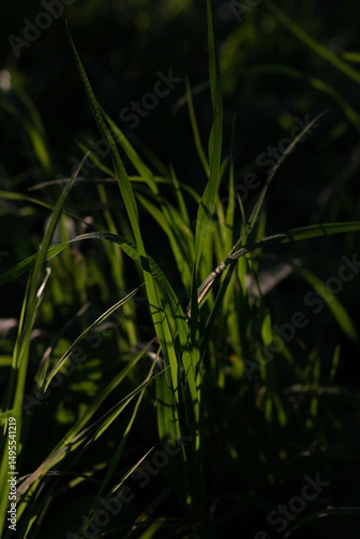 Fototapeta macro of grass in the garden on a dark background. close up of grass on a dark background.