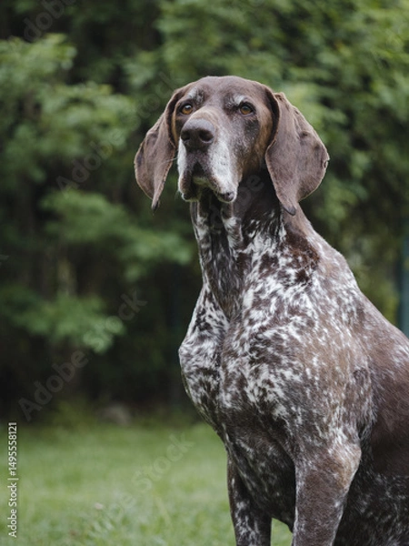 Obraz German pointer dog