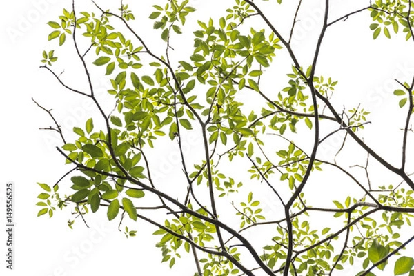 Obraz tree branch and green leaf silhouette photography , white background
