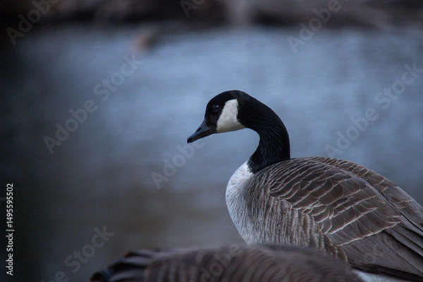 Fototapeta Detailed side view of a Canada goose near calm water during twilight, highlighting the bird's feather texture and natural environment.