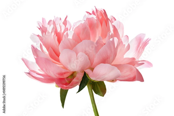 Fototapeta Peony