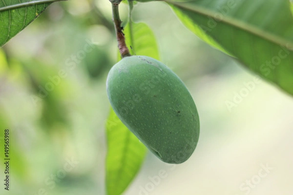 Obraz Mango