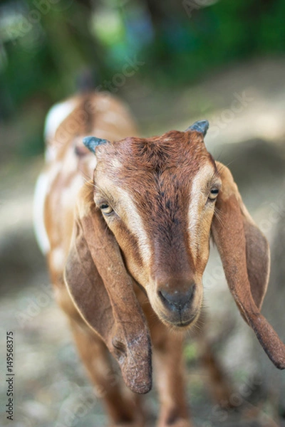 Obraz Goat
