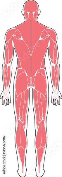 Fototapeta 筋肉解剖図　背面