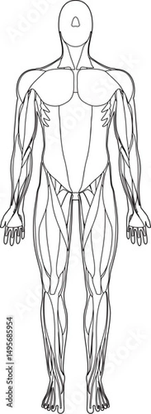 Fototapeta 筋肉解剖図　前面　線画