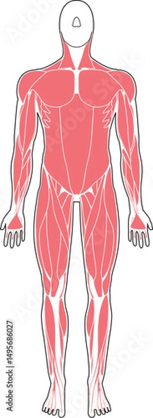 Fototapeta 筋肉解剖図　前面