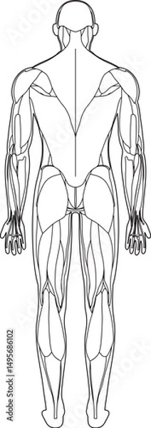 Fototapeta 筋肉解剖図　背面　線画