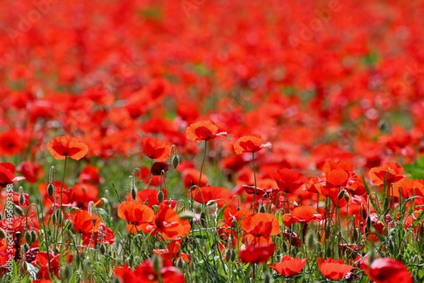 Obraz Champ de coquelicots en Provence 